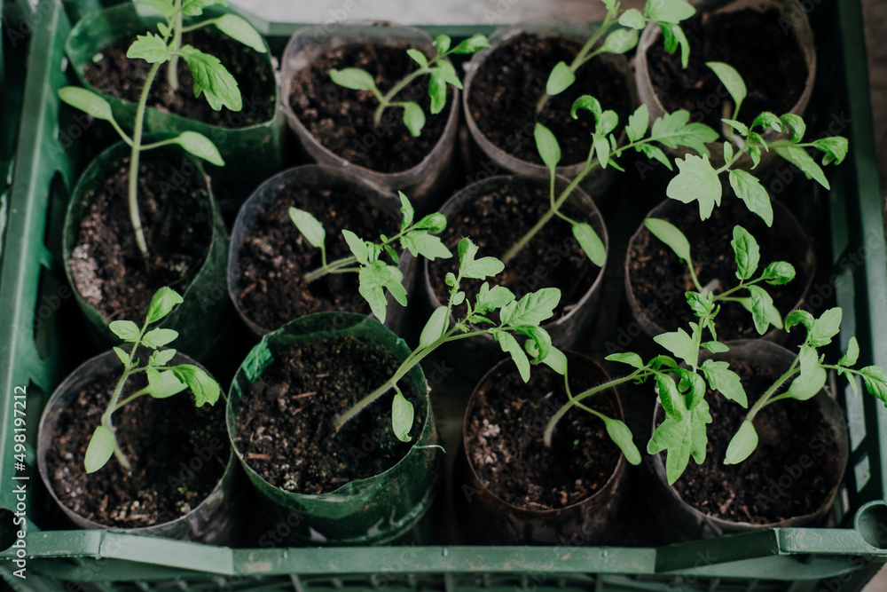 seedlings with tomatoes at home, on the table seedlings with tomatoes at home, on the table