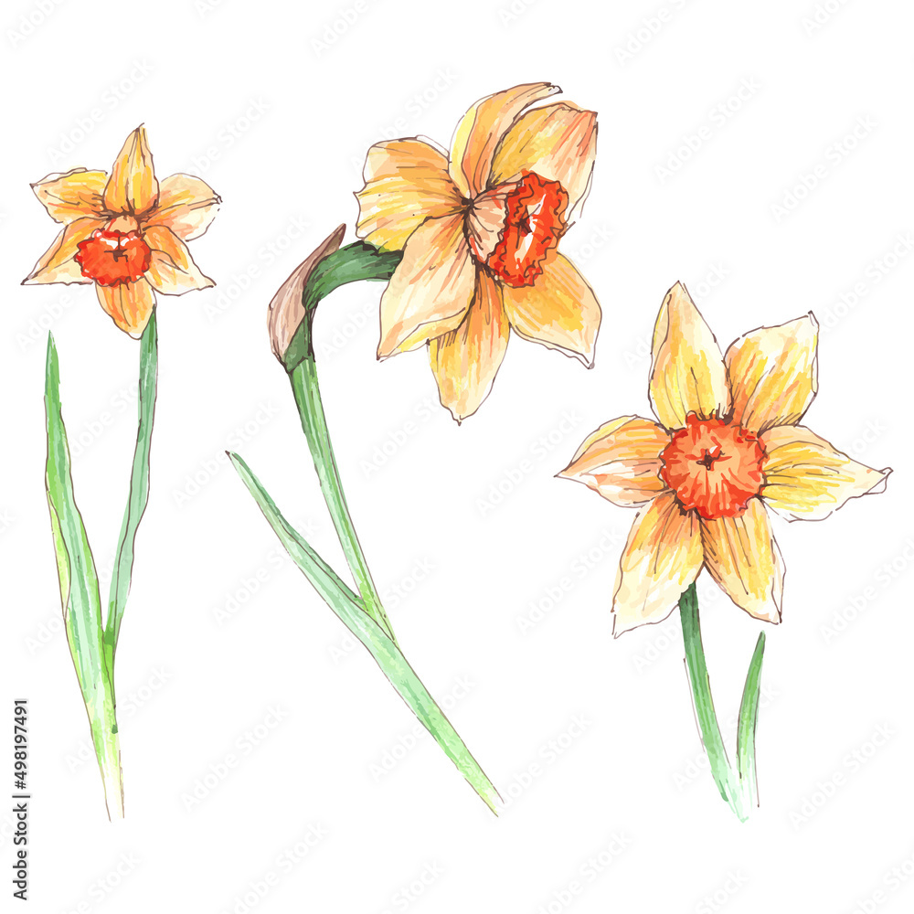Fototapeta premium set, narcissus flowers on a white background, isolated