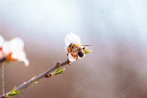Almond blossoms pollinated by bee