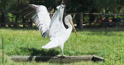 Pelican spreads its wing in Divjaka National Park, Albania photo