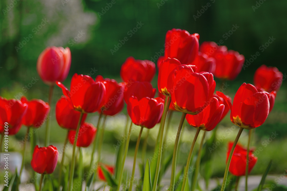 Fototapeta premium Red tulips on green natural background