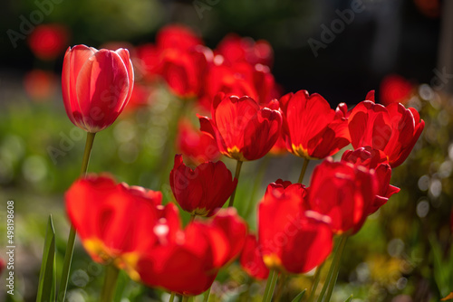 Red tulips bloom on flower bed. Flowers backlited with morning sunlight