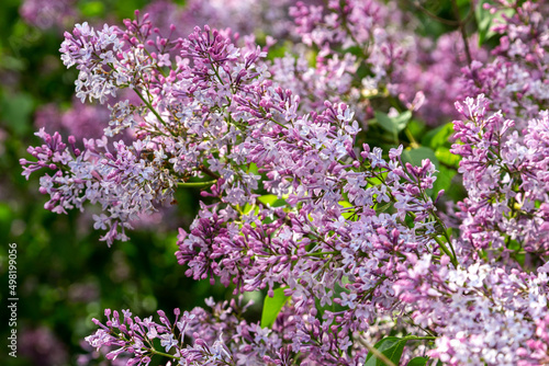 Bushes of blooming lilac in spring in garden. © Chmutphoto