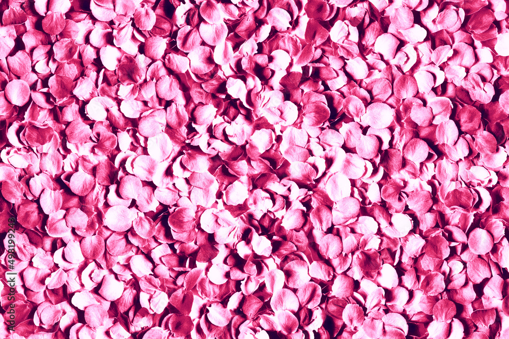 花びら背景 花の絨毯