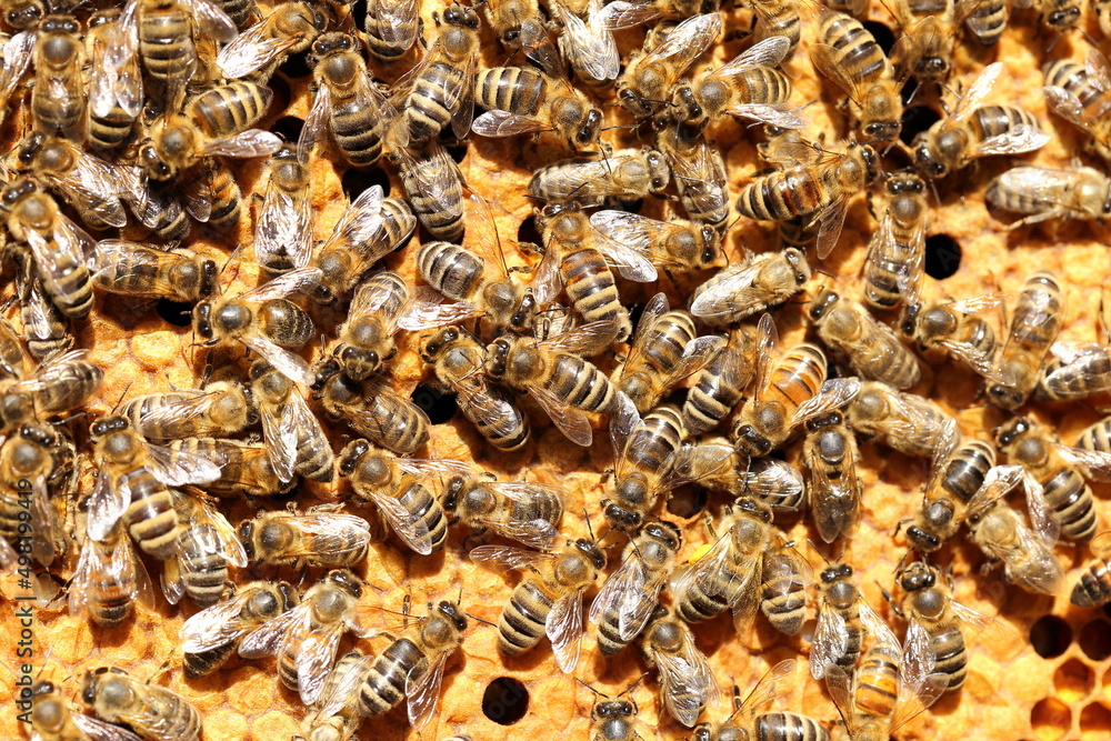 some honey bees on a yellow bee hive some honey bees on a yellow bee hive