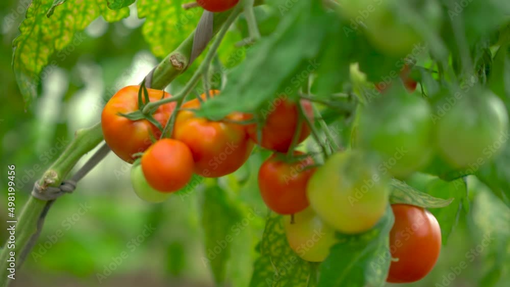 Close up of harvesting red and green tomatoes grown in a greenhouse. Organic vegetables fresh tomato food. Fresh cherry tomato. Organic homegrown harvest, farming, agriculture. Close up of harvesting red and green tomatoes grown in a greenhouse. Organic vegetables fresh tomato food. Fresh cherry tomato. Organic homegrown harvest, farming, agriculture.