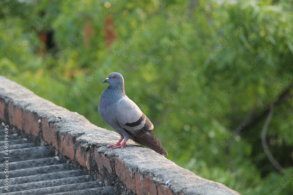 cute pigeon on a wall and near the green tree cute pigeon on a wall and near the green tree