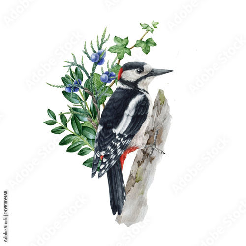 Woodpecker bird floral rustic arrangement. Watercolor illustration. Great spotted woodpecker on the tree. Wildlife bird with green leaves, forest berries