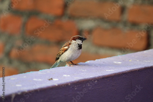 Little cute sparrow on a wall fence