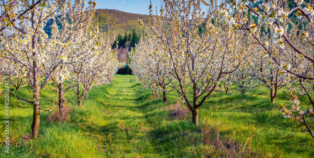 Fresh spring scene of apple trees garden. Marvelous morning scene of North Macedomnia. Wonderful spring scenery. Beauty of countryside concept background.