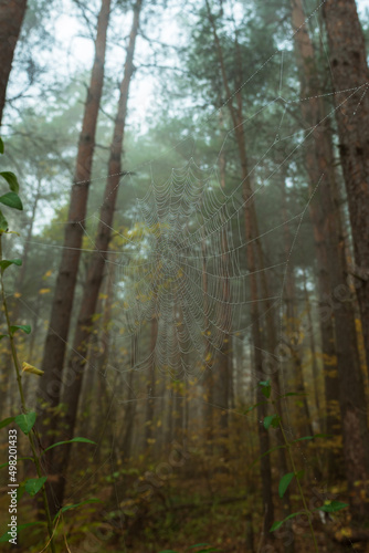Spider web with raindrops on the background of blurred trunks and crowns of pine trees. A spider web in the morning foggy coniferous forest. © VeNN