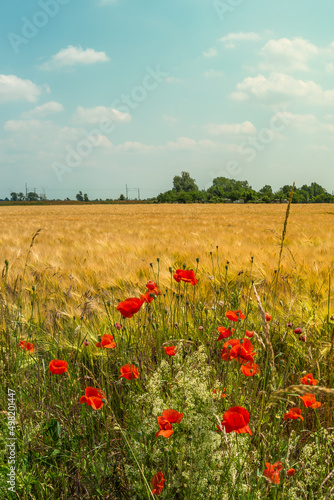 Cover page with beautiful farm landscape with wheat yellow field and poppy red flowers at warm sunset colors in summer, at sunny day and blue sky.