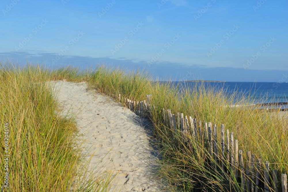 sandy footpath in the grassy dunes bordered by a wooden fence by the sea in finistere in Brittany.under blue sky sandy footpath in the grassy dunes bordered by a wooden fence by the sea in finistere in Brittany.under blue sky