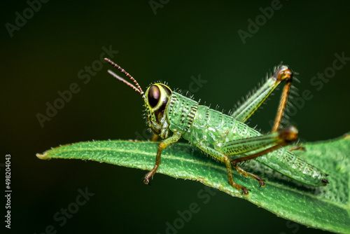 grasshopper on a leaf close up shot of a grasshopper 
