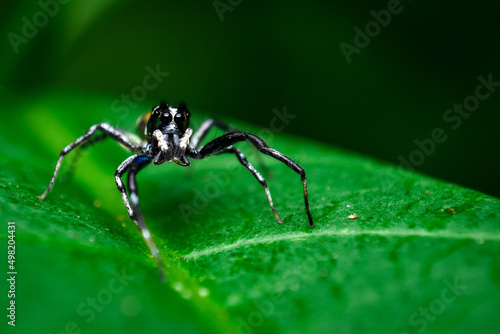 spider on a leaf, close up shot of a black spider