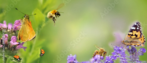 butterfly, honey and ladybirds on pink flower concept nature
