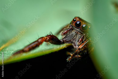 red jumping spider on a leaf, close up shot of a red jumping spider