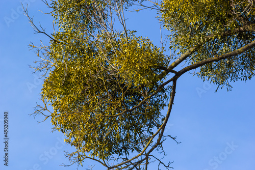 A sick withered tree attacked by mistletoe, viscum. They are woody, obligate hemiparasitic shrubs photo