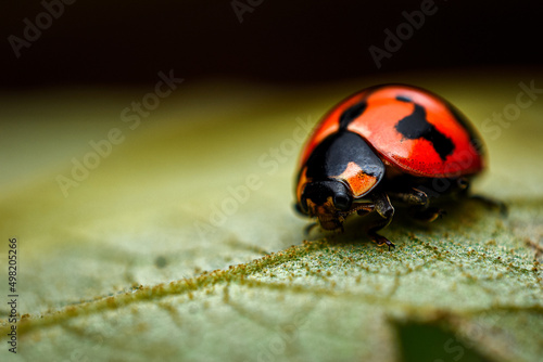 ladybug on a leaf, close up shot of a lady bug 