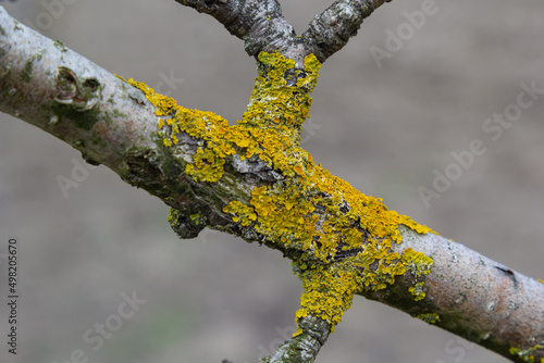 Orange lichen, yellow scale, maritime sunburst lichen or shore lichen, Xanthoria parietina, is a foliose or leafy lichen. Intensive color of structures on twigs of a tree photo