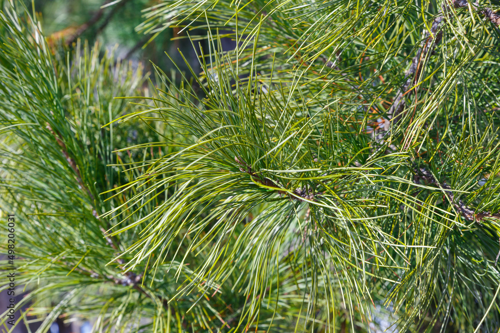 Siberian pine or Pinus sibirica, branches with long green fluffy needles Siberian pine or Pinus sibirica, branches with long green fluffy needles