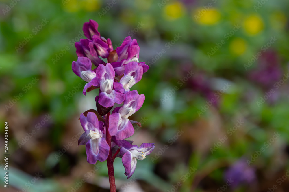 Obraz premium Hollow-root, Corydalis cava, blooming on the forest floor in a park during spring