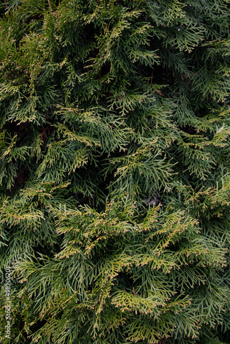 Background of green branches of Norway spruce