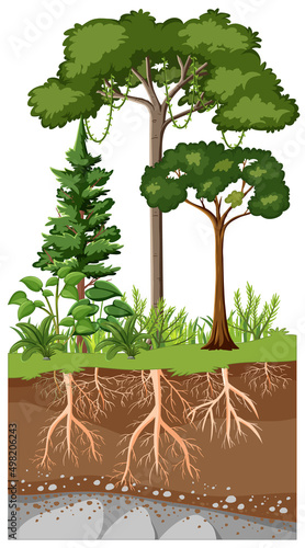 Scientific education of plant and its root