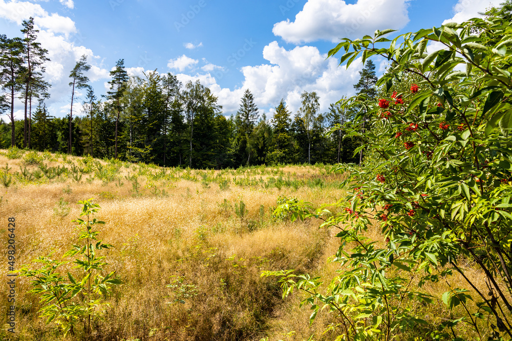 Obraz premium Summer hills with forest and grassy meadows of Kashubian landscape park aside Wiezyca hill observation tower near Szymbark town in Pomerania region of Poland