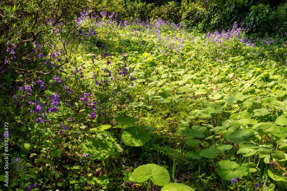 Fototapeta premium 森の陽差し