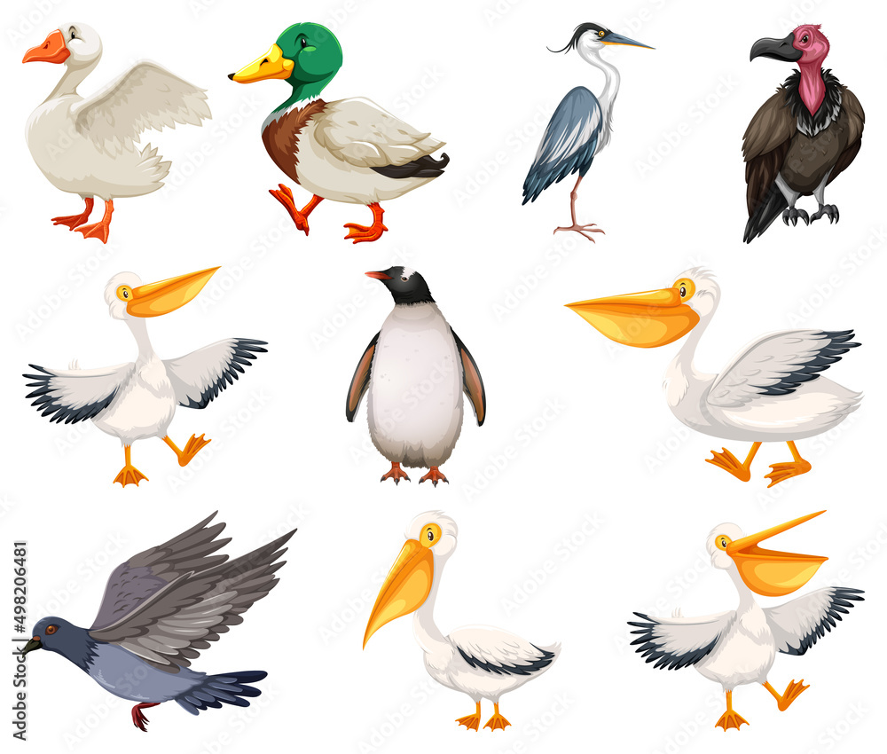 Different kinds of birds collection Different kinds of birds collection
