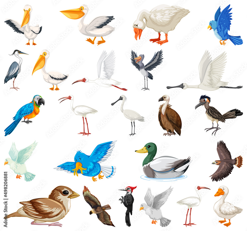 Obraz premium Different kinds of birds collection