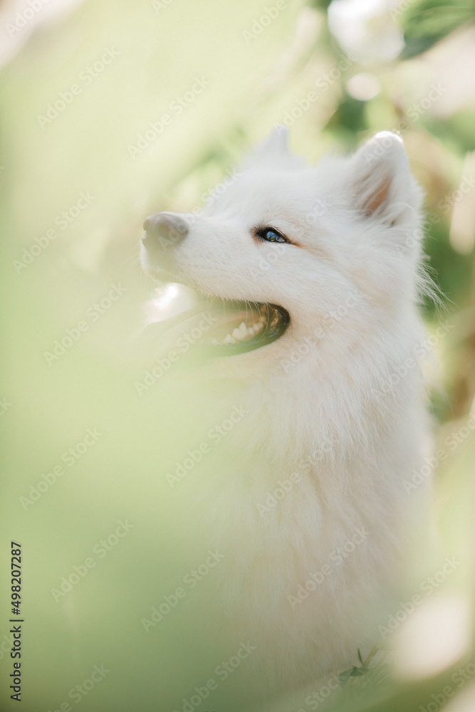 Fototapeta premium Golden retriever lies in the summer on the green grass in the rays of the setting sun
