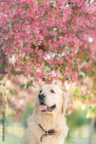Golden retriever on the background of a blooming apple tree in spring