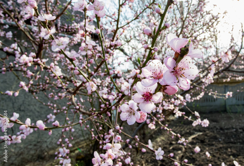 flowering apricot tree in early spring © Miroslav Rotari