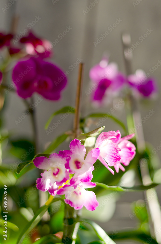 Obraz premium Top view of beautiful orchid flowers at sunny spring day close up. Cultivation. Natural backgrounds and textures. Phalaenopsis Orchid. 
