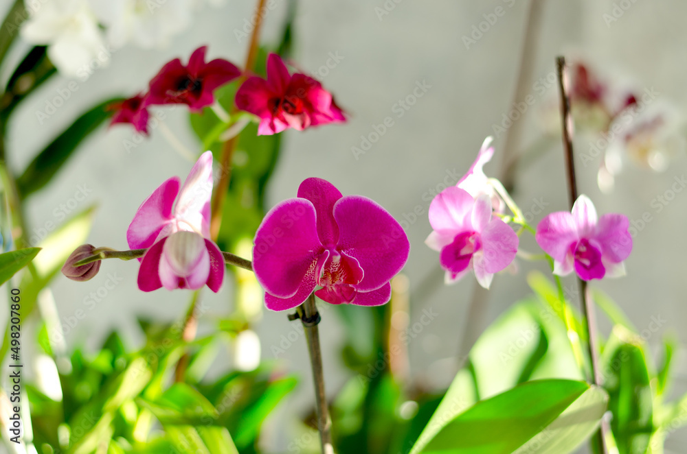 Top view of beautiful orchid flowers at sunny spring day close up. Cultivation. Natural backgrounds and textures. Phalaenopsis Orchid. Top view of beautiful orchid flowers at sunny spring day close up. Cultivation. Natural backgrounds and textures. Phalaenopsis Orchid.