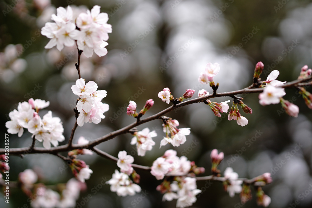 Obraz premium 桜の花が満開の枝