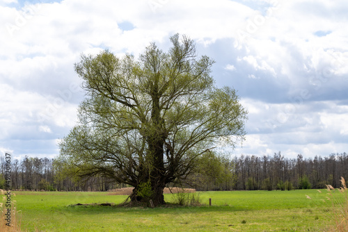 Spring in nature. Old tree on a green meadow with blue sky and clouds.