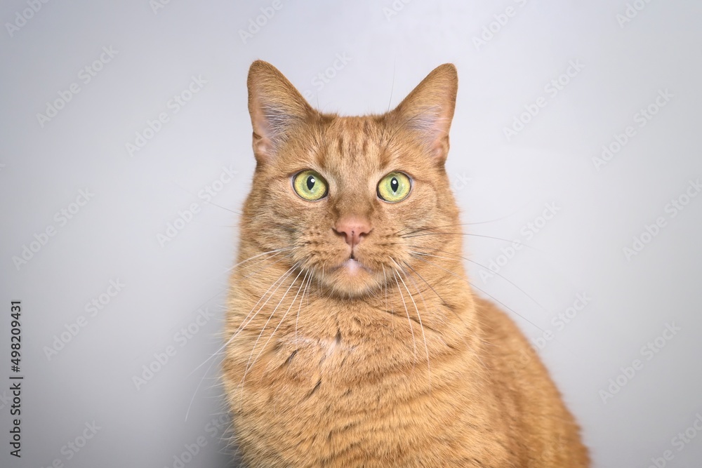 Studio portrait of ginger cat looking straight at the camera.. isolated on gray background.