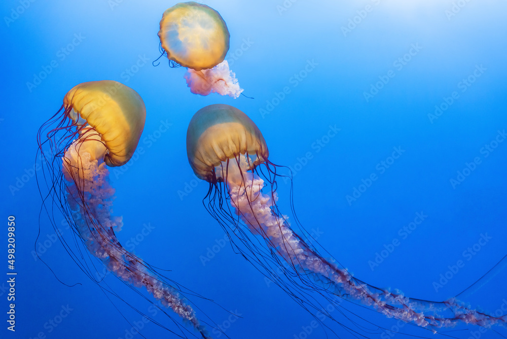 Orange jellyfish (Chrysaora fuscescens or Pacific sea nettle) in blue ocean water Orange jellyfish (Chrysaora fuscescens or Pacific sea nettle) in blue ocean water