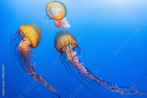 Orange jellyfish (Chrysaora fuscescens or Pacific sea nettle) in blue ocean water photo