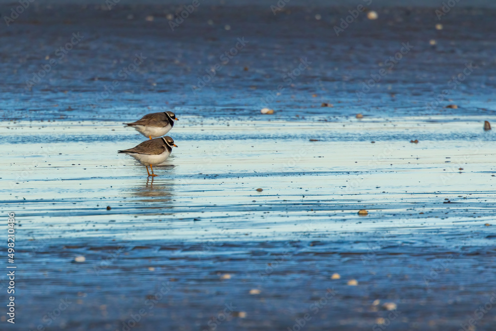 Φωτογραφία Oystercatcher at a beach in the north of Denmark at a cold and windy day in spring