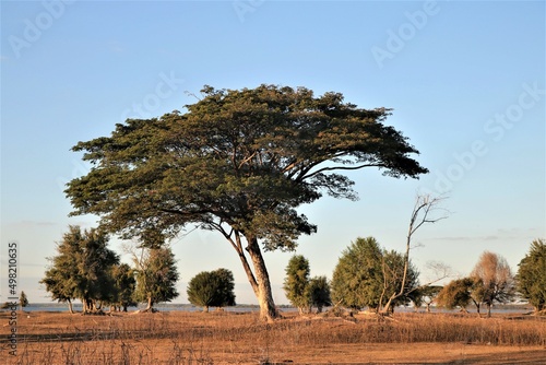 A big tree on the dry ground with many mini tress and blue sky