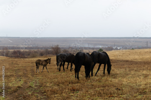 Horses graze on the field in the rain. Autumn cloudy weather. © Irina Podoplelova