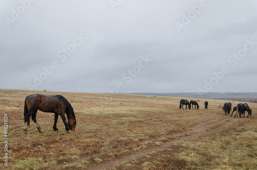 Horses graze on the field in the rain. Autumn cloudy weather.