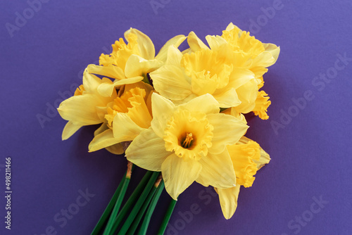 Yellow daffodil flowers on purple background. Spring holidays concept. Top view