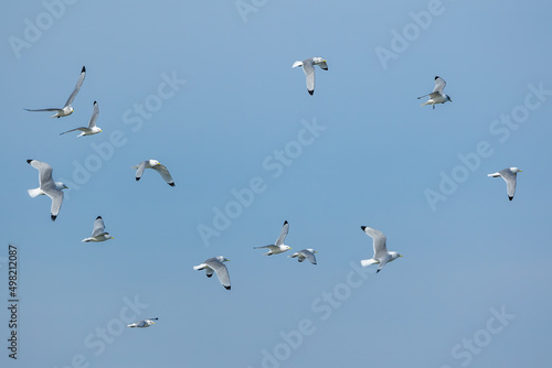 A group of sea gulls flying above a beach in the north of Denmark at a windy day in spring with a blue sky.