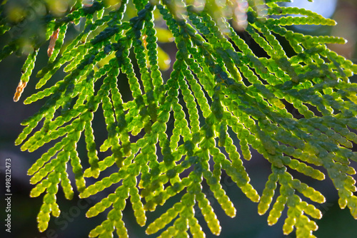 Beautiful green young juniper branch in spring. photo