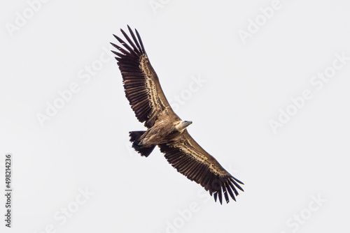 Griffon vulture  Gyps fulvus in Monfrague National Park. Extremadura  Spain